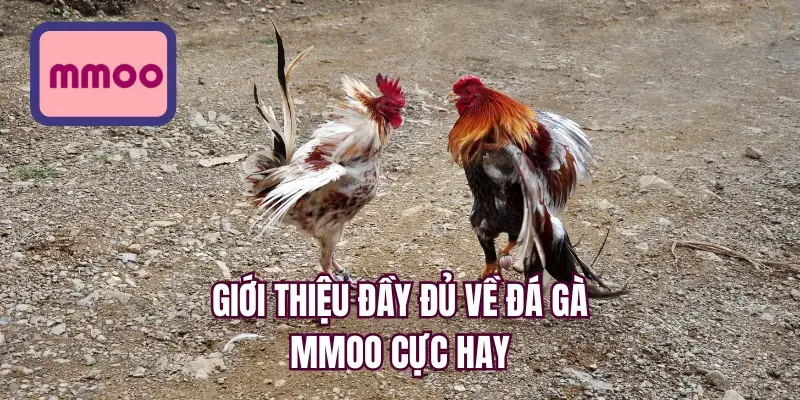 Giới thiệu đầy đủ về đá gà MMOO cực hay